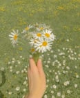 Hand Holding a Bouquet of Daisy